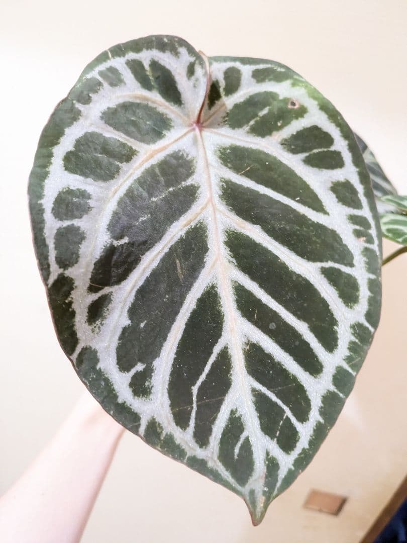 Anthurium アンスリウム　レッドクリスタリナム × KOS