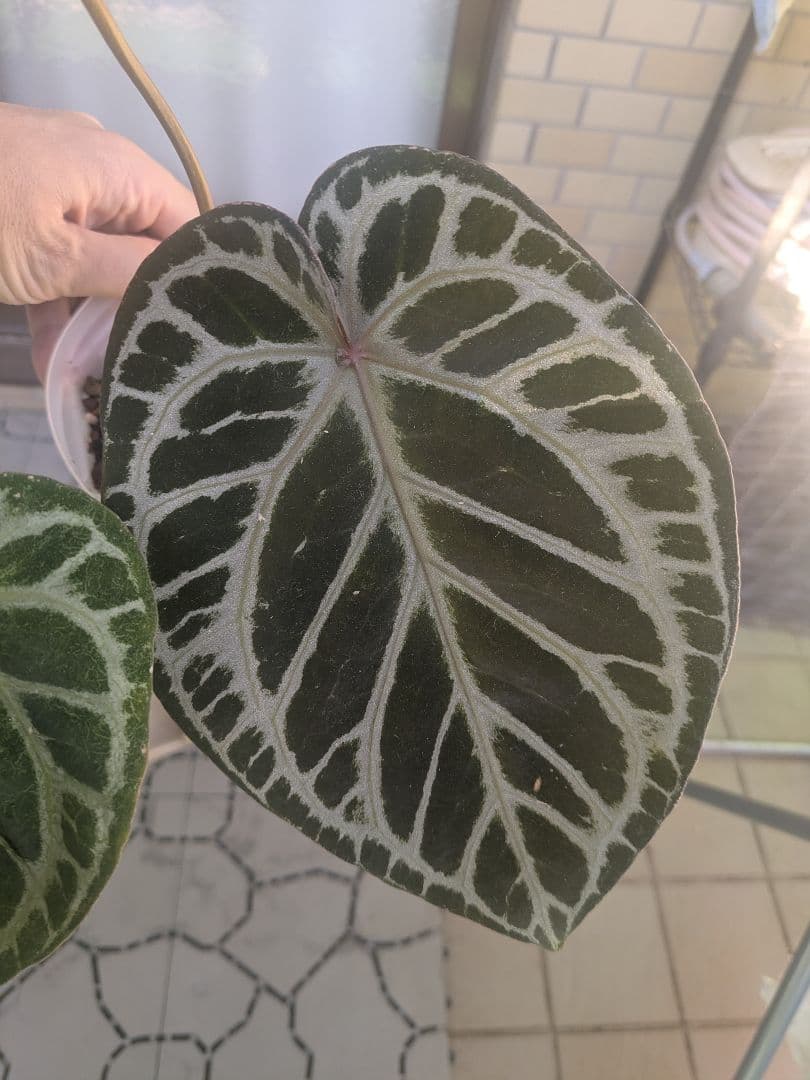 Anthurium アンスリウム　レッドクリスタリナム × KOS
