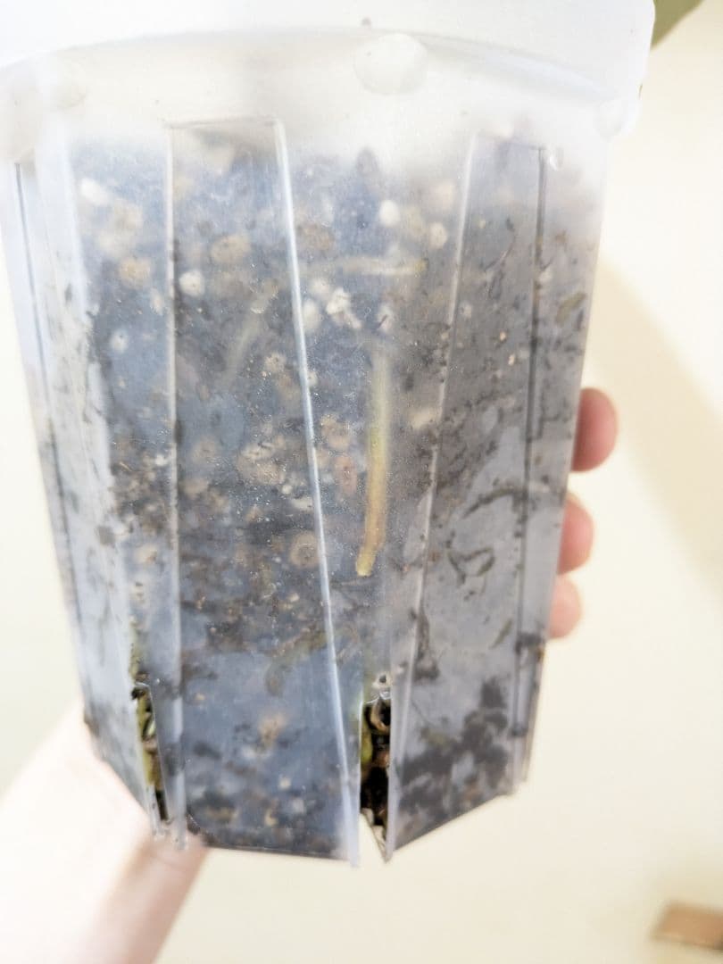 Anthurium アンスリウム　レッドクリスタリナム × KOS