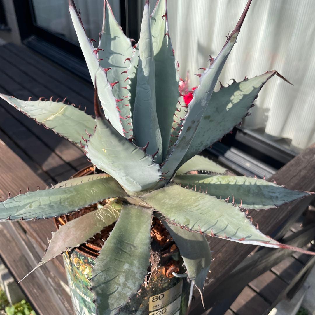 アガベ パリー ネオメキシカーナ