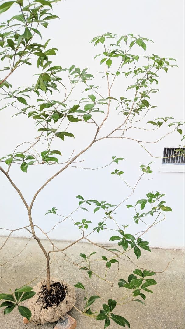 秀。山採りアセビ。