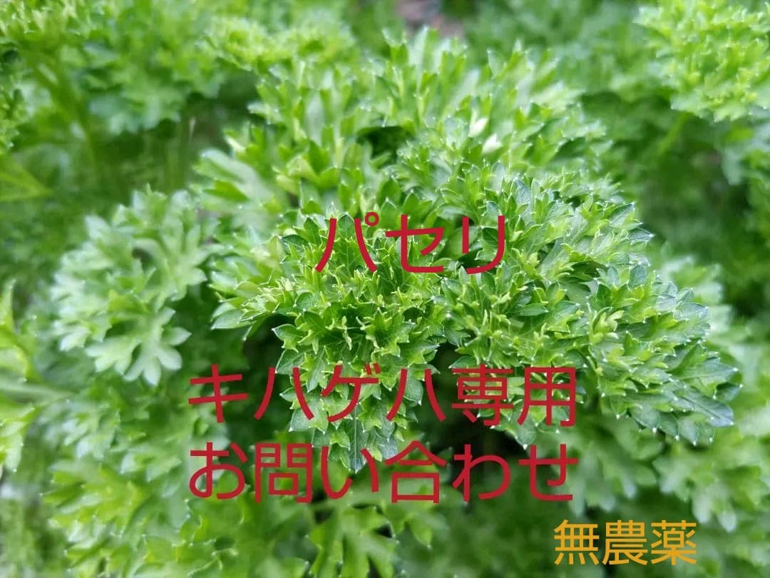 キハゲハ専用、お問い合わせです。パセリ、サイズ、どの位欲しい等、問い合わせ下さい