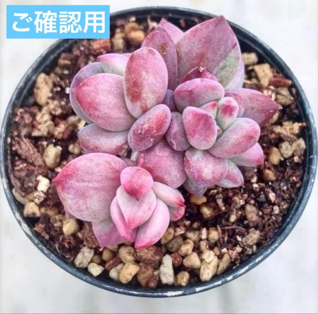 専用　レジョン錦