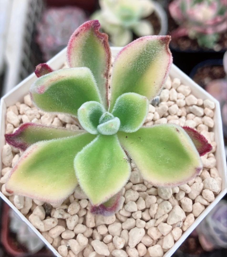 専用　レジョン錦