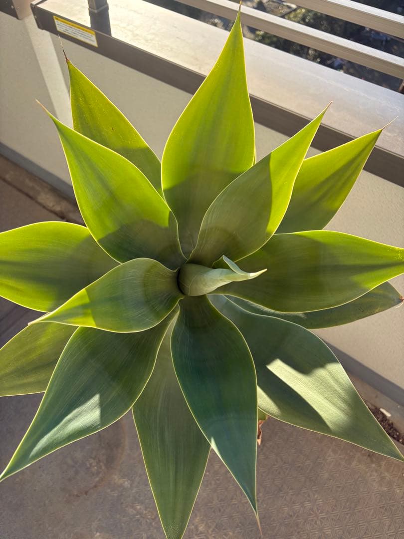 アガベ アテナータ約1メートル