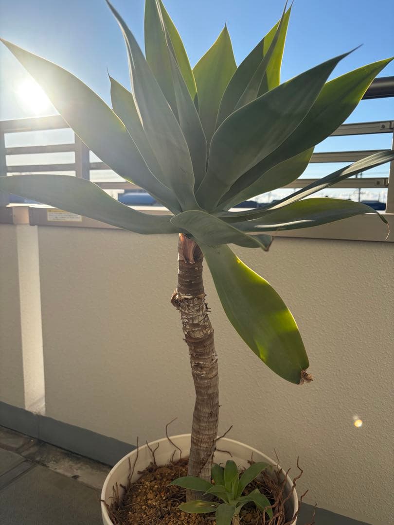 アガベ アテナータ約1メートル