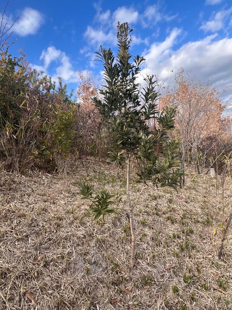 現品　山桃ヤマモモ　特大苗　2mほど　山採り　自然樹形