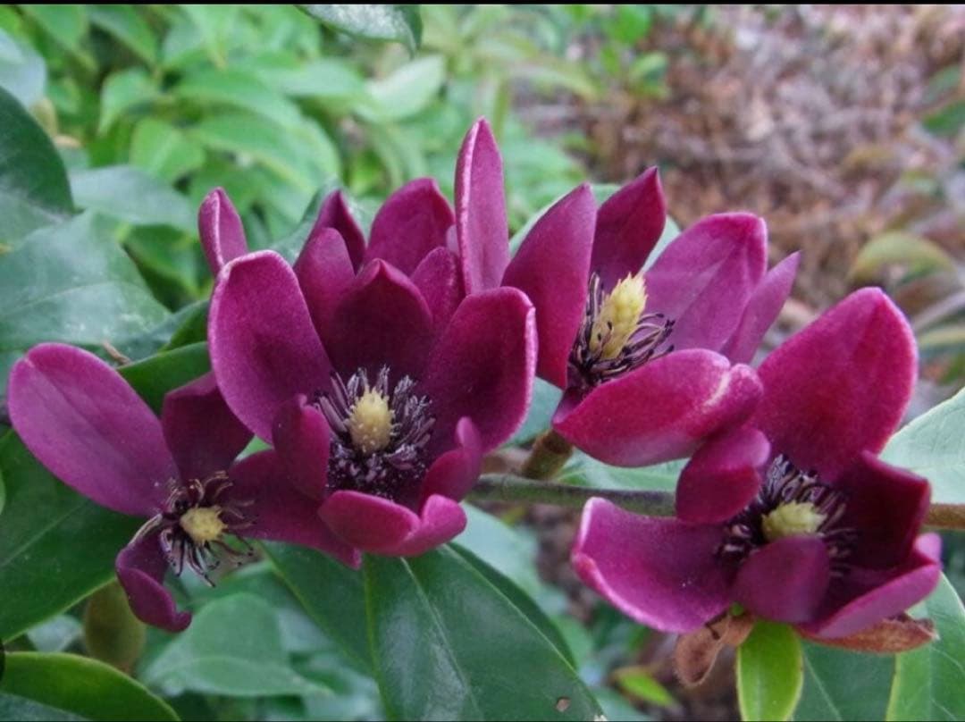 ✴️カラタネオガタマ ・ パープルクイーン ✴️とても珍しい濃紫色花 ✴️バナナの香り