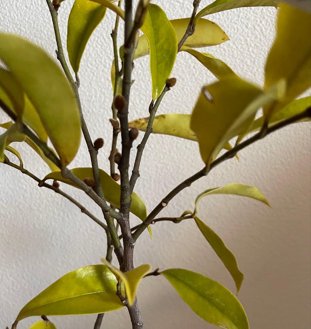 ✴️カラタネオガタマ ・ パープルクイーン ✴️とても珍しい濃紫色花 ✴️バナナの香り