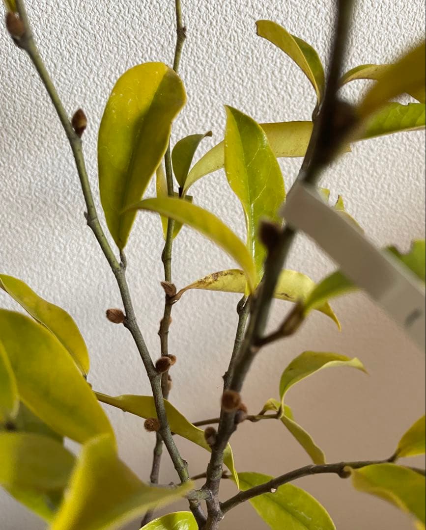 ✴️カラタネオガタマ ・ パープルクイーン ✴️とても珍しい濃紫色花 ✴️バナナの香り