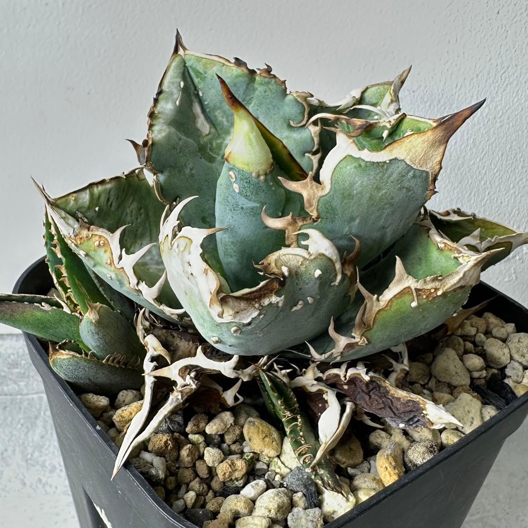 【初出】 オテロイ スタッズタイプ セット ※バラ売り 検）冰雹、麻花龍