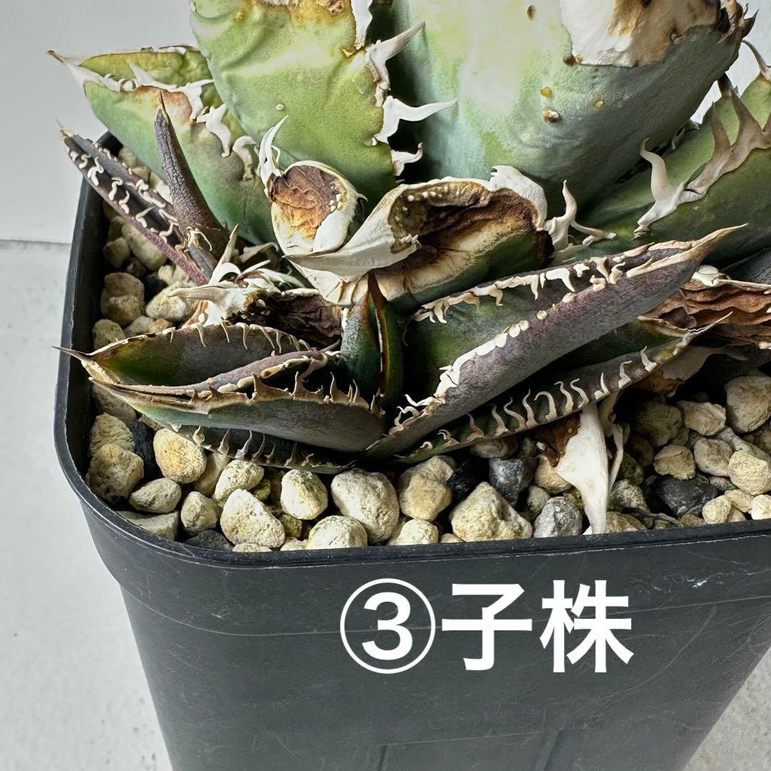 【初出】 オテロイ スタッズタイプ セット ※バラ売り 検）冰雹、麻花龍