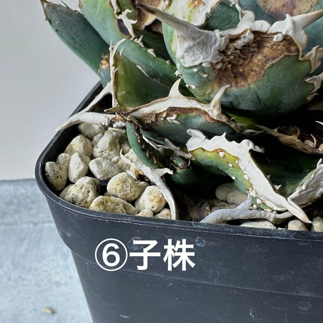 【初出】 オテロイ スタッズタイプ セット ※バラ売り 検）冰雹、麻花龍