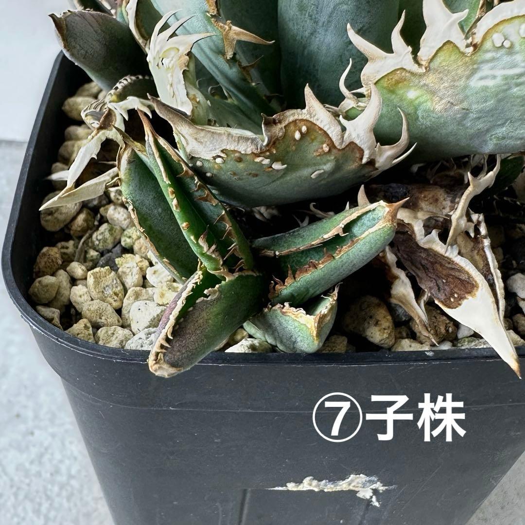 【初出】 オテロイ スタッズタイプ セット ※バラ売り 検）冰雹、麻花龍