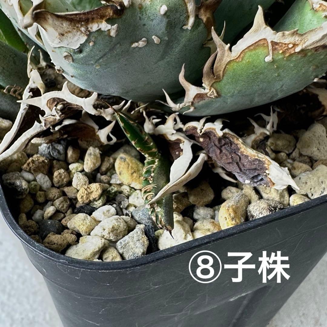 【初出】 オテロイ スタッズタイプ セット ※バラ売り 検）冰雹、麻花龍