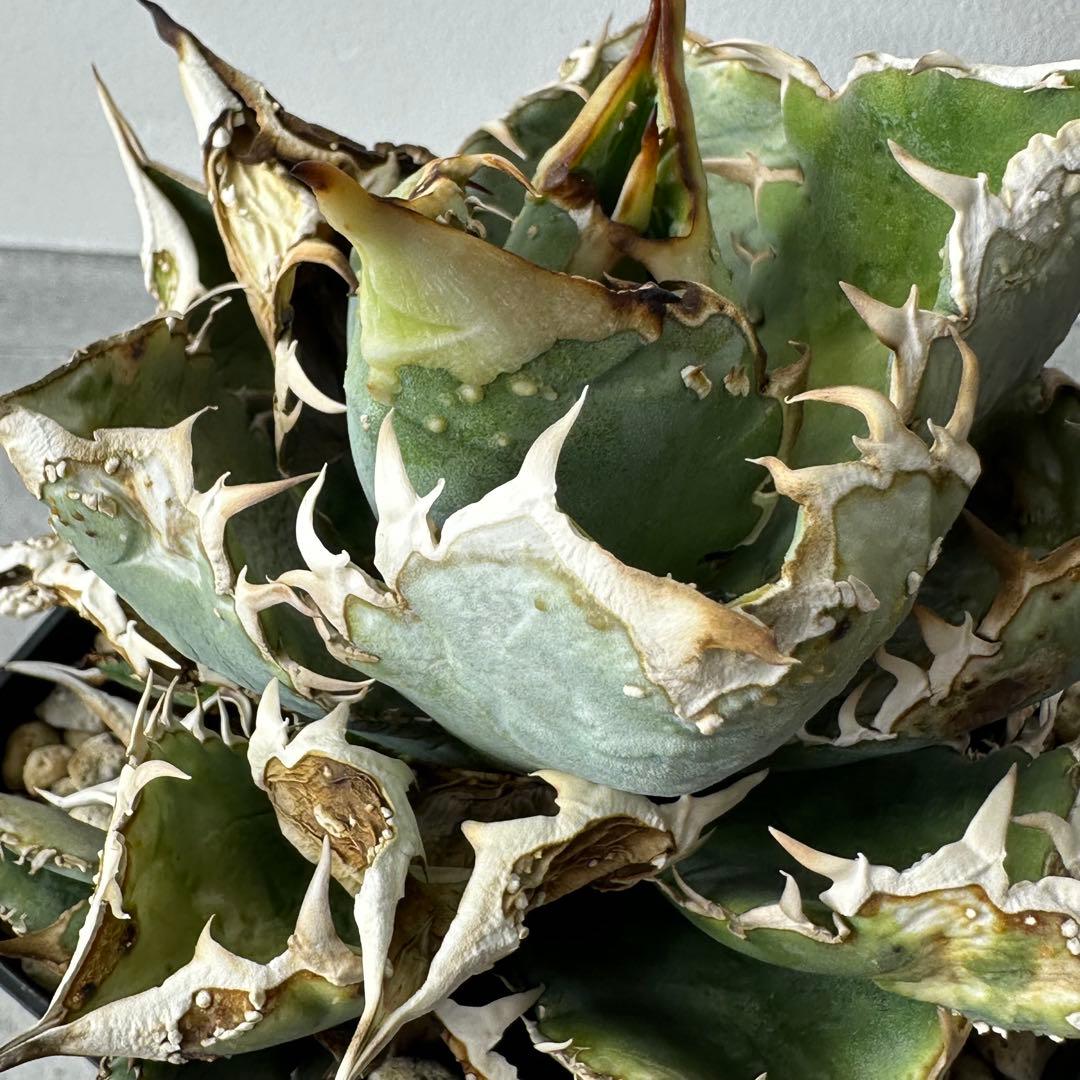 【初出】 オテロイ スタッズタイプ セット ※バラ売り 検）冰雹、麻花龍