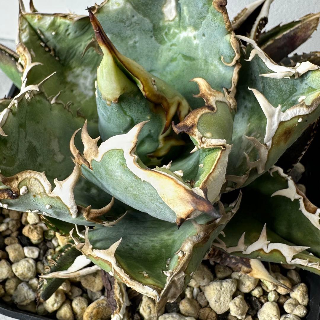 【初出】 オテロイ スタッズタイプ セット ※バラ売り 検）冰雹、麻花龍