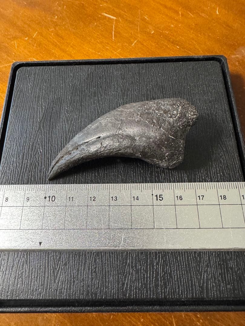 アロサウルスの爪化石(フットクロー) 『megalodonさん専用』