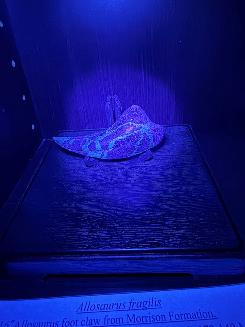 アロサウルスの爪化石(フットクロー) 『megalodonさん専用』