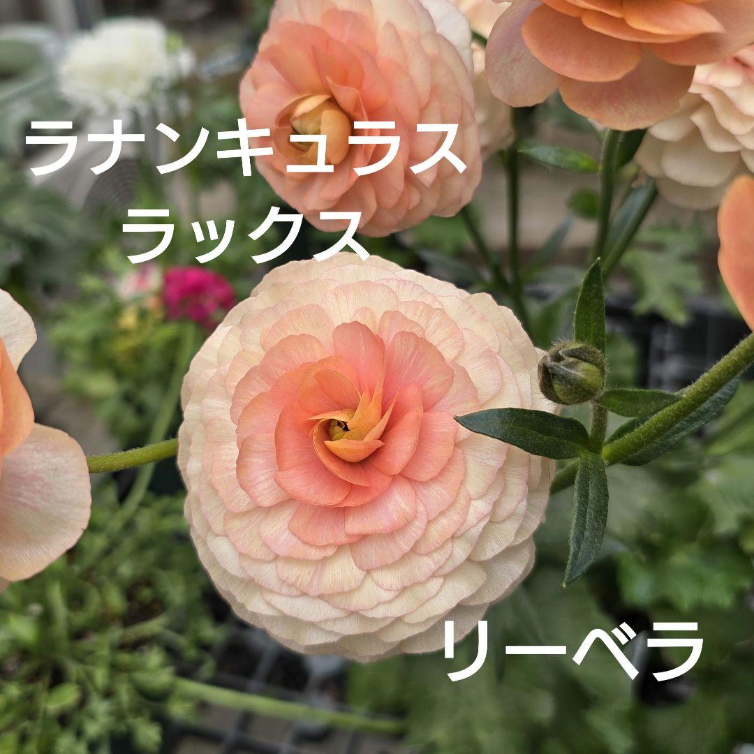 ラナンキュラス ラックス リーベラ