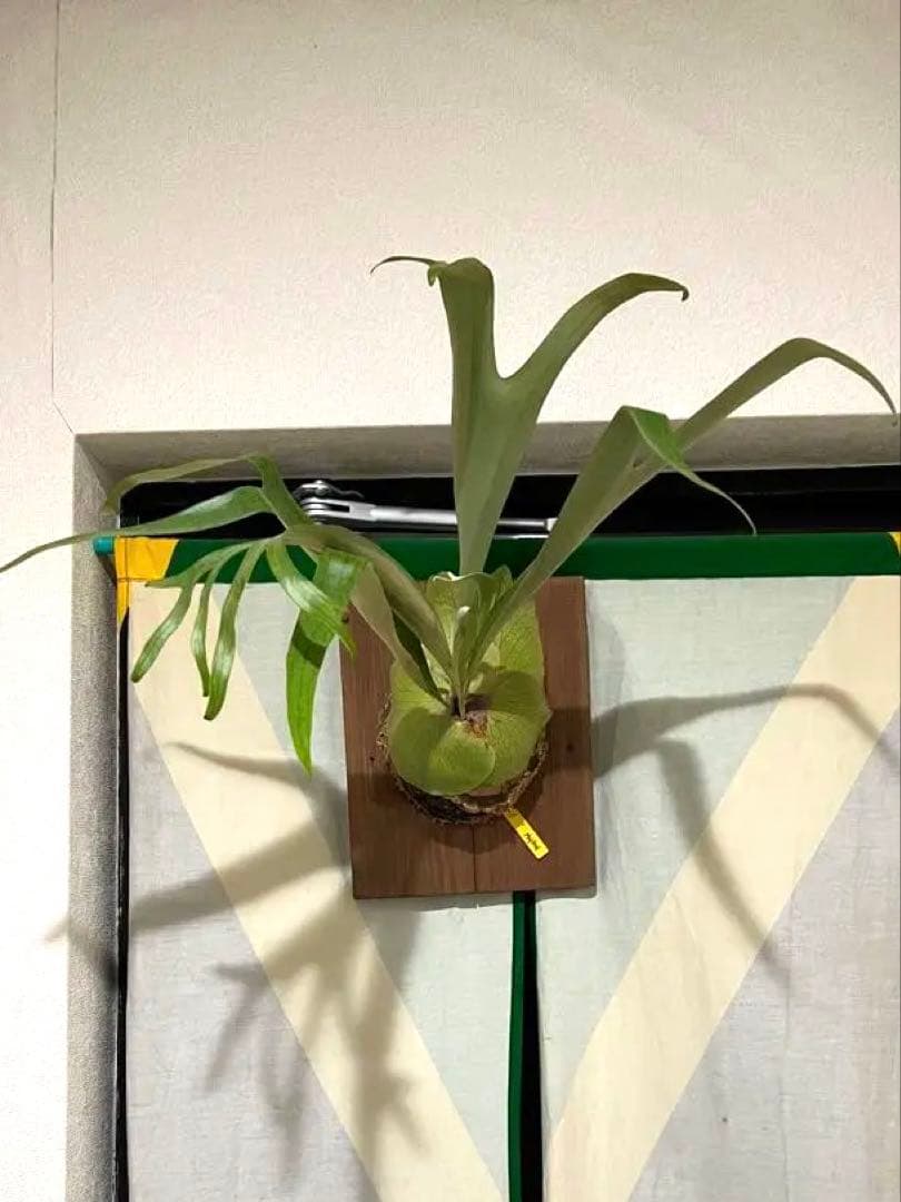ビカクシダ ムルフォード　壁掛け用 観葉植物