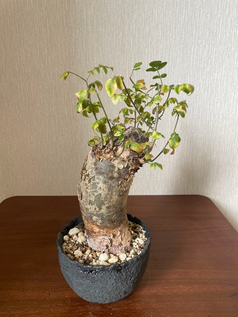 最終値下げ　ブルセラ　ファガロイデス　現地株