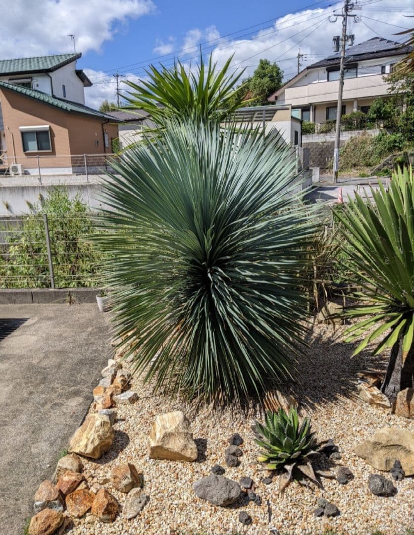 ユッカ　ロストラータ超大型　ファクソニアーナとセット売り