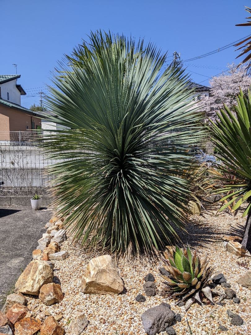 ユッカ　ロストラータ超大型　ファクソニアーナとセット売り