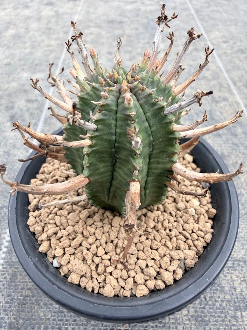 スーパーバリダ　ユーフォルビア　ホリダ　オベサ　群星冠