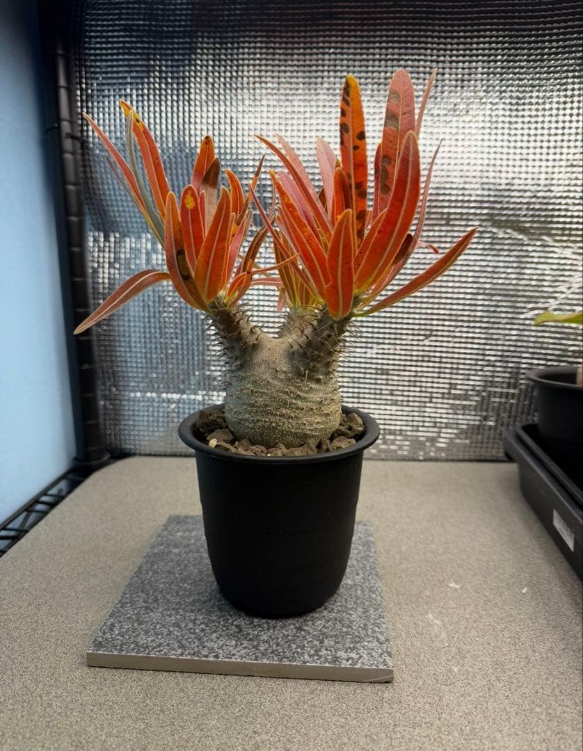 パキポディウムグラキリス6　実生6年目