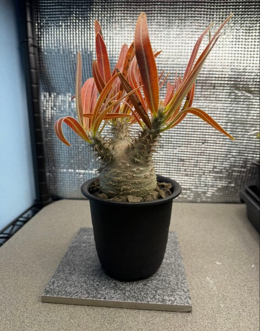 パキポディウムグラキリス6　実生6年目