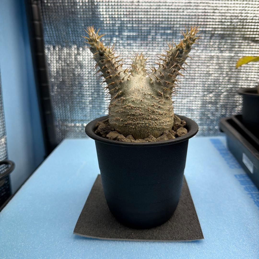 パキポディウムグラキリス6　実生6年目