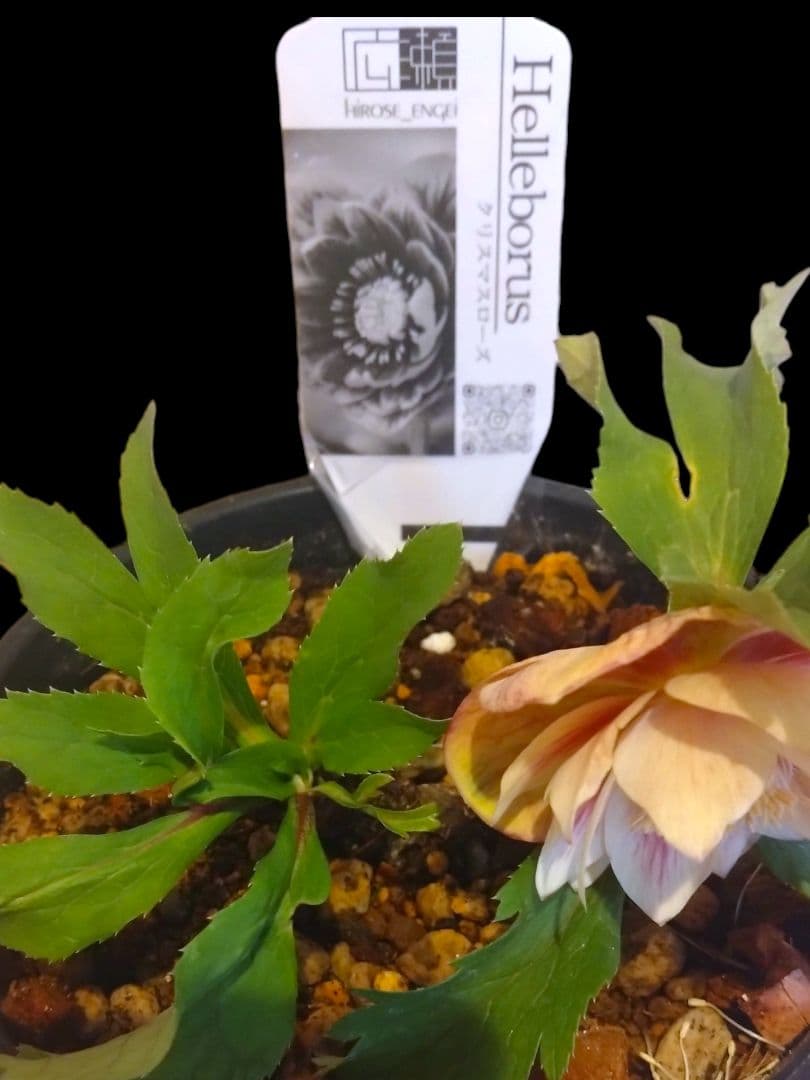 クリスマスローズ　広瀬園芸　オーレア