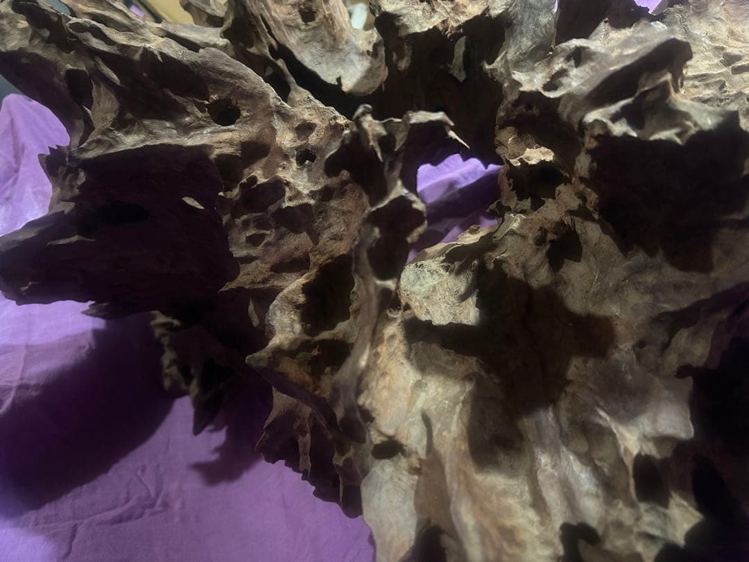 コエポン様　流木 自然形状　約80×50×47