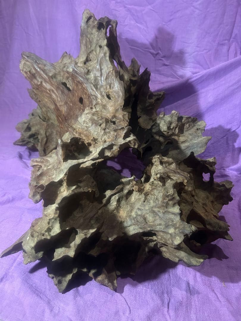 コエポン様　流木 自然形状　約80×50×47