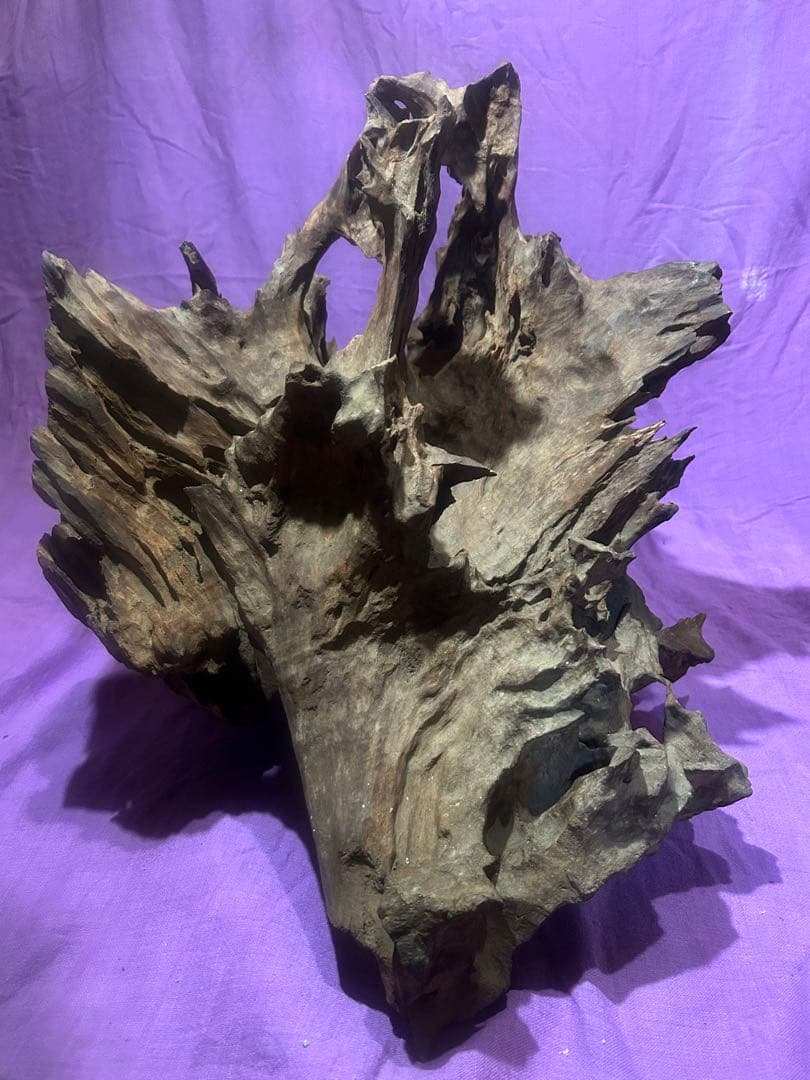 コエポン様　流木 自然形状　約80×50×47