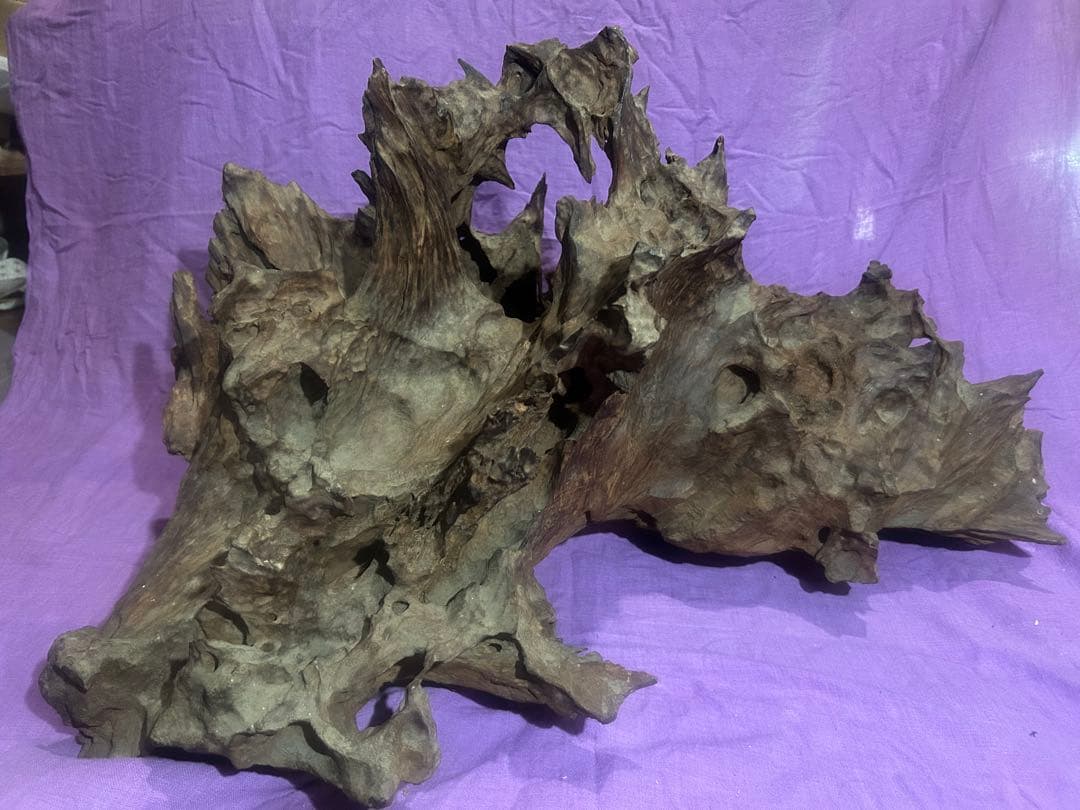 コエポン様　流木 自然形状　約80×50×47