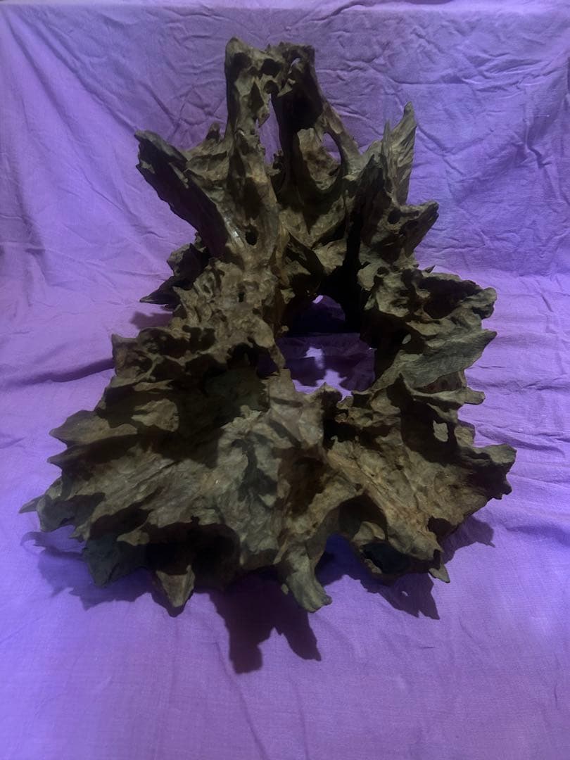 コエポン様　流木 自然形状　約80×50×47