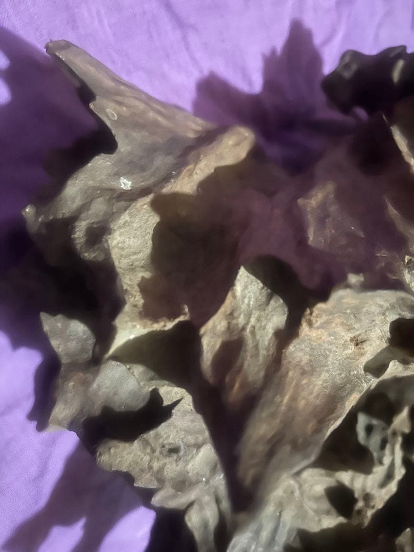 コエポン様　流木 自然形状　約80×50×47