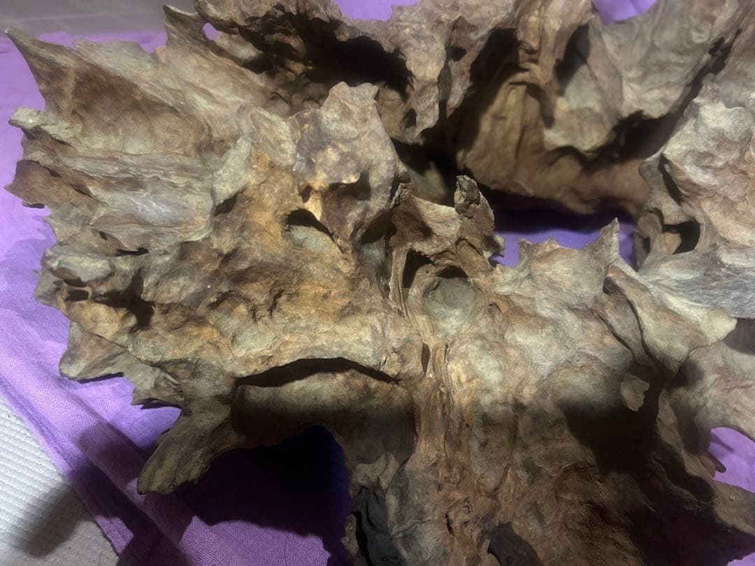 コエポン様　流木 自然形状　約80×50×47