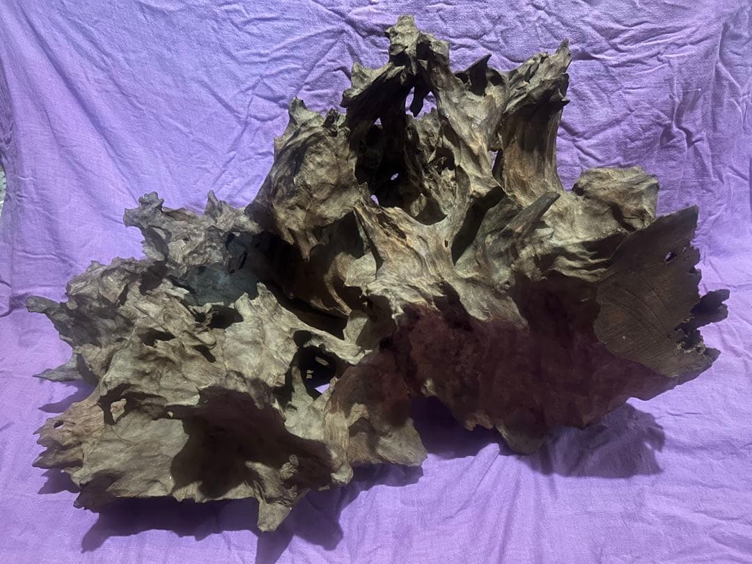 コエポン様　流木 自然形状　約80×50×47