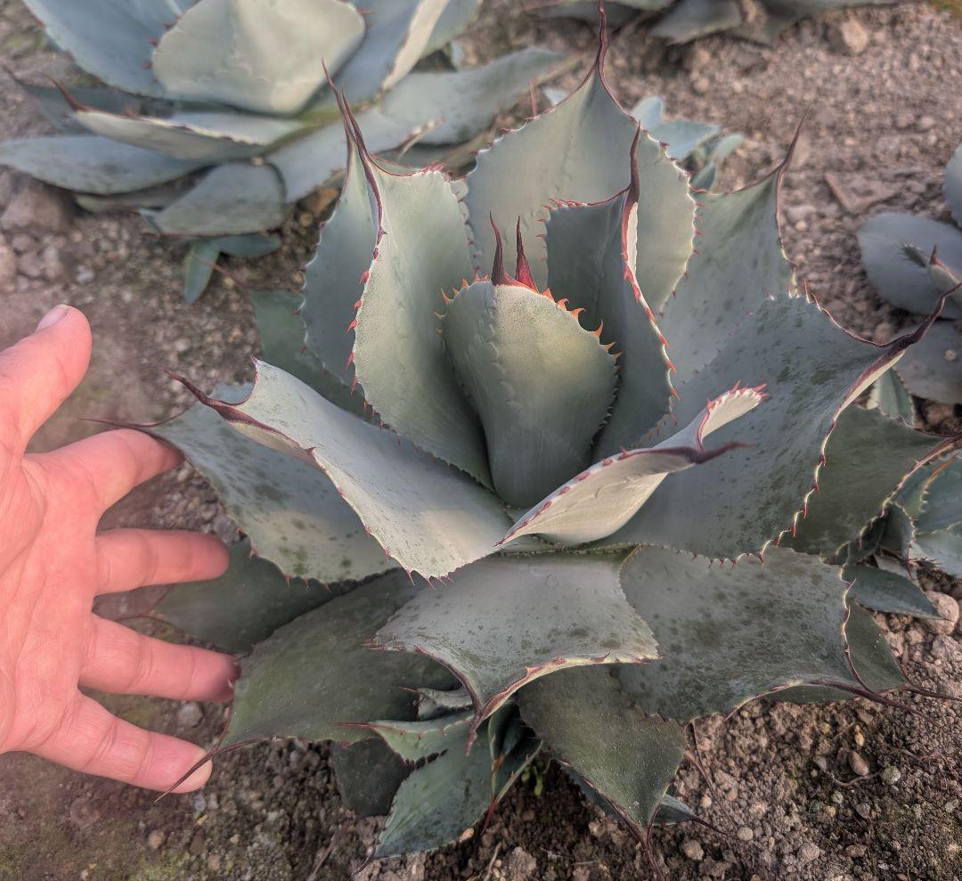 アガベ パリー トランカータ 実生株極上個体　鋸歯厳つめ・トップスパインうねり