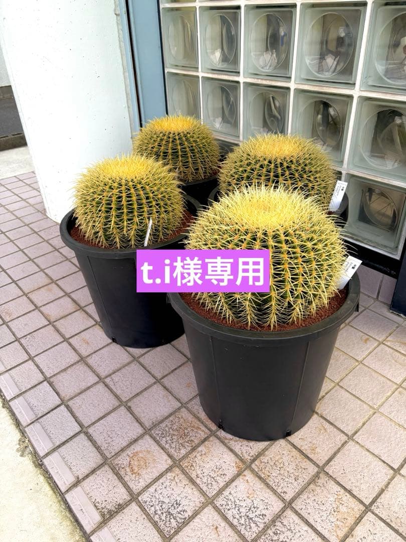 金鯱サボテン　12号