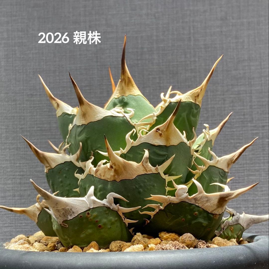 アガベ チタノタ 実生 オアハカ