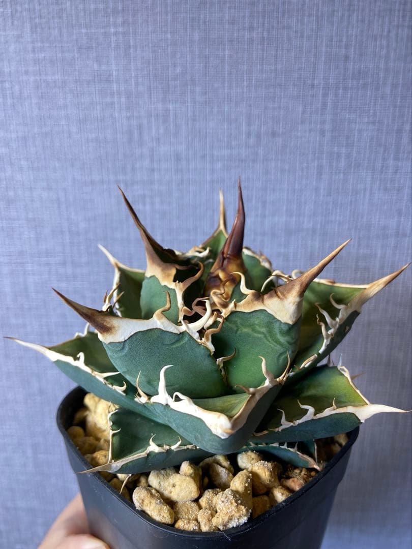 アガベ チタノタ 実生 オアハカ