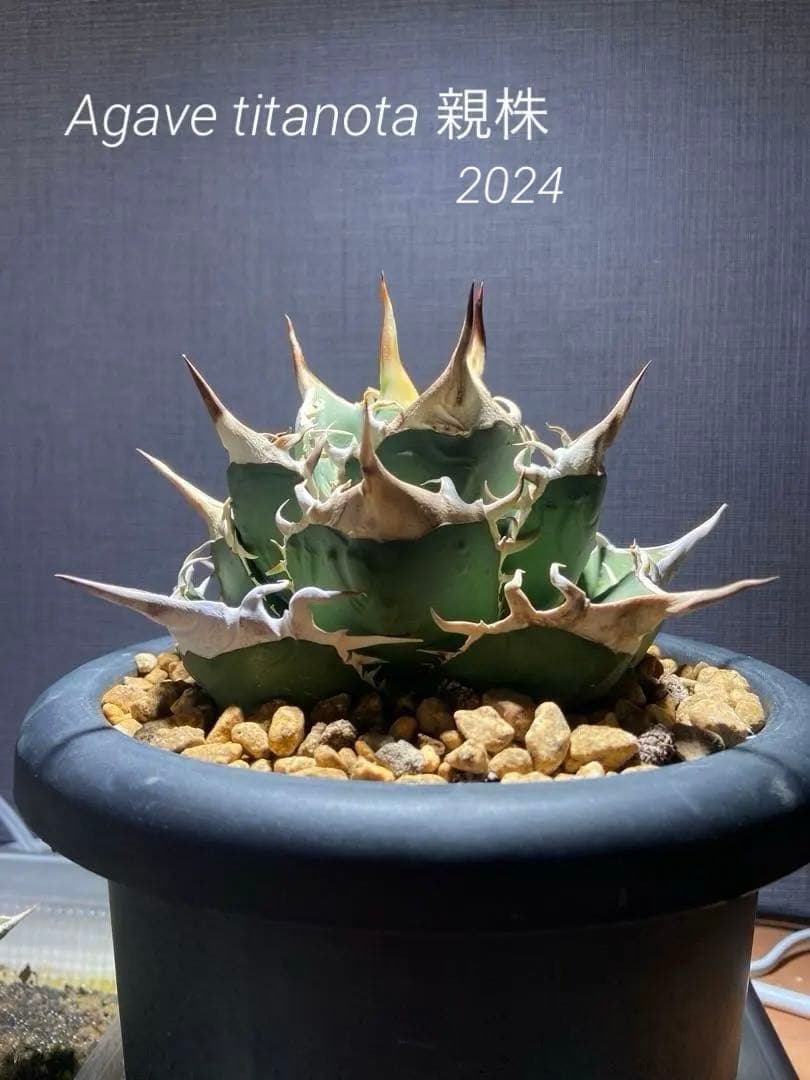 アガベ チタノタ 実生 オアハカ