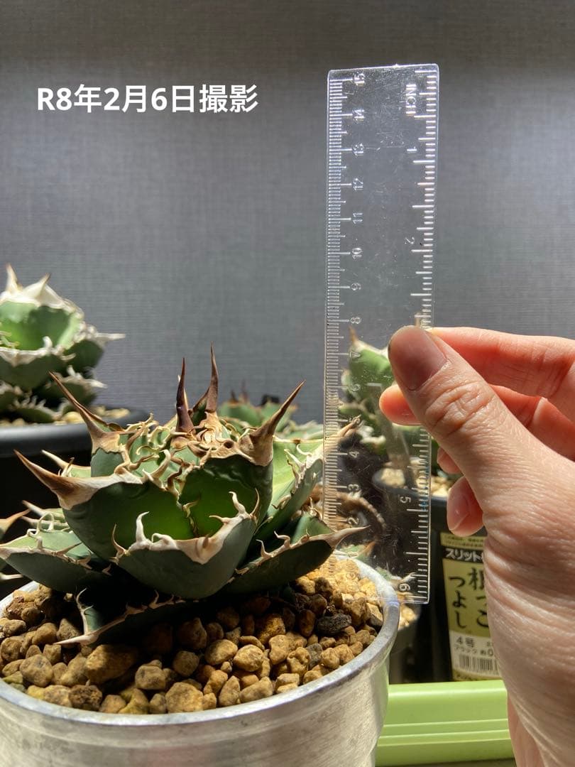 アガベ チタノタ 実生 オアハカ