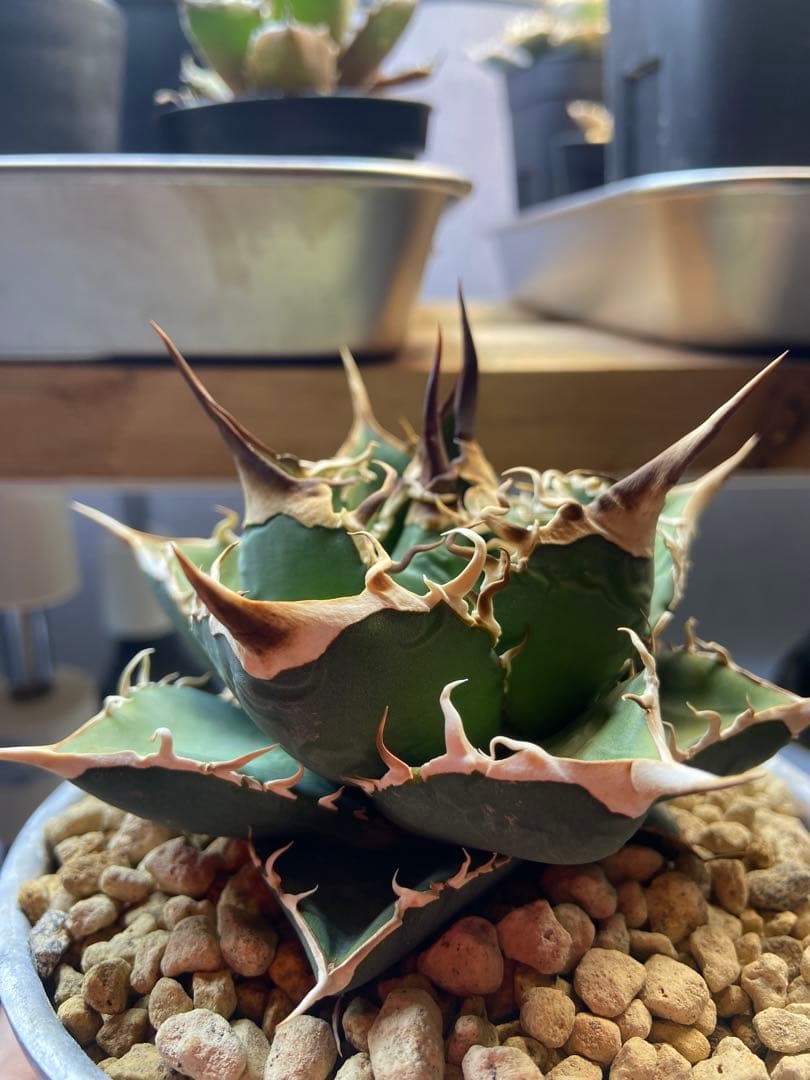 アガベ チタノタ 実生 オアハカ