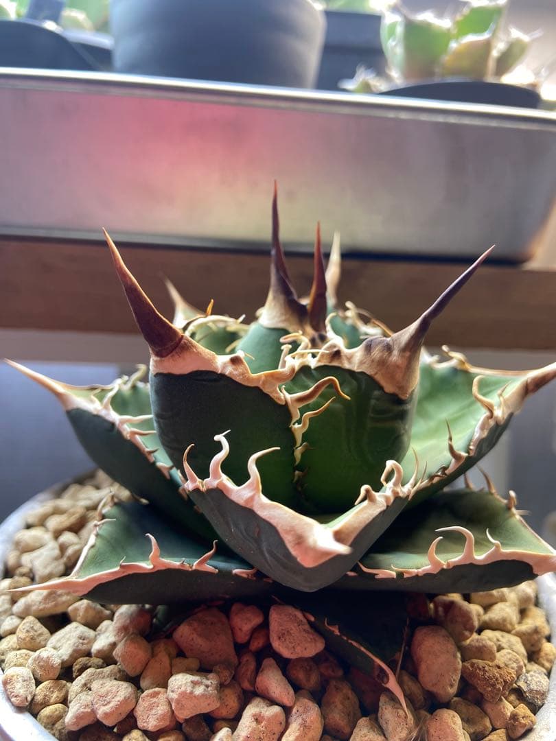 アガベ チタノタ 実生 オアハカ