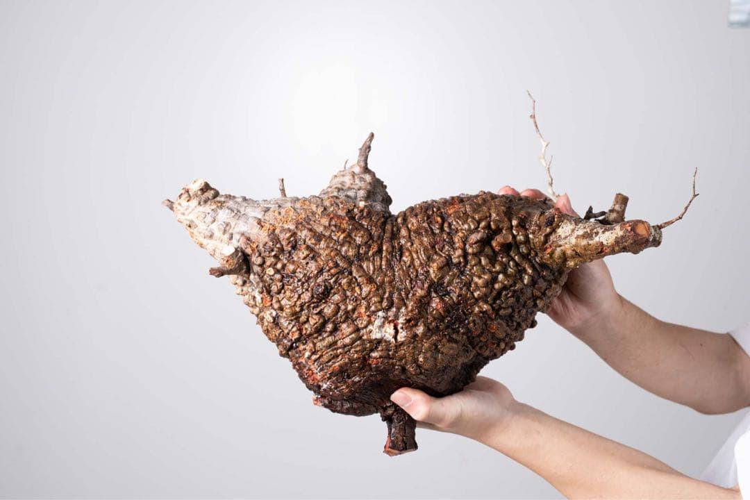 KP103 オペルクリカリア パキプス コーデックス ベアルート株　枝カット済み